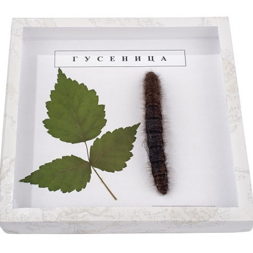 Коллекция «Гусеница»