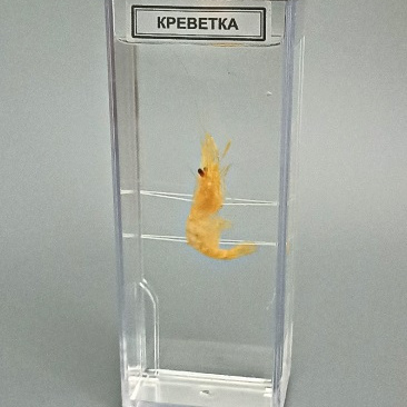 Влажный препарат «Креветка»