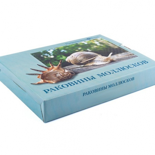 Коллекция «Раковины моллюсков»